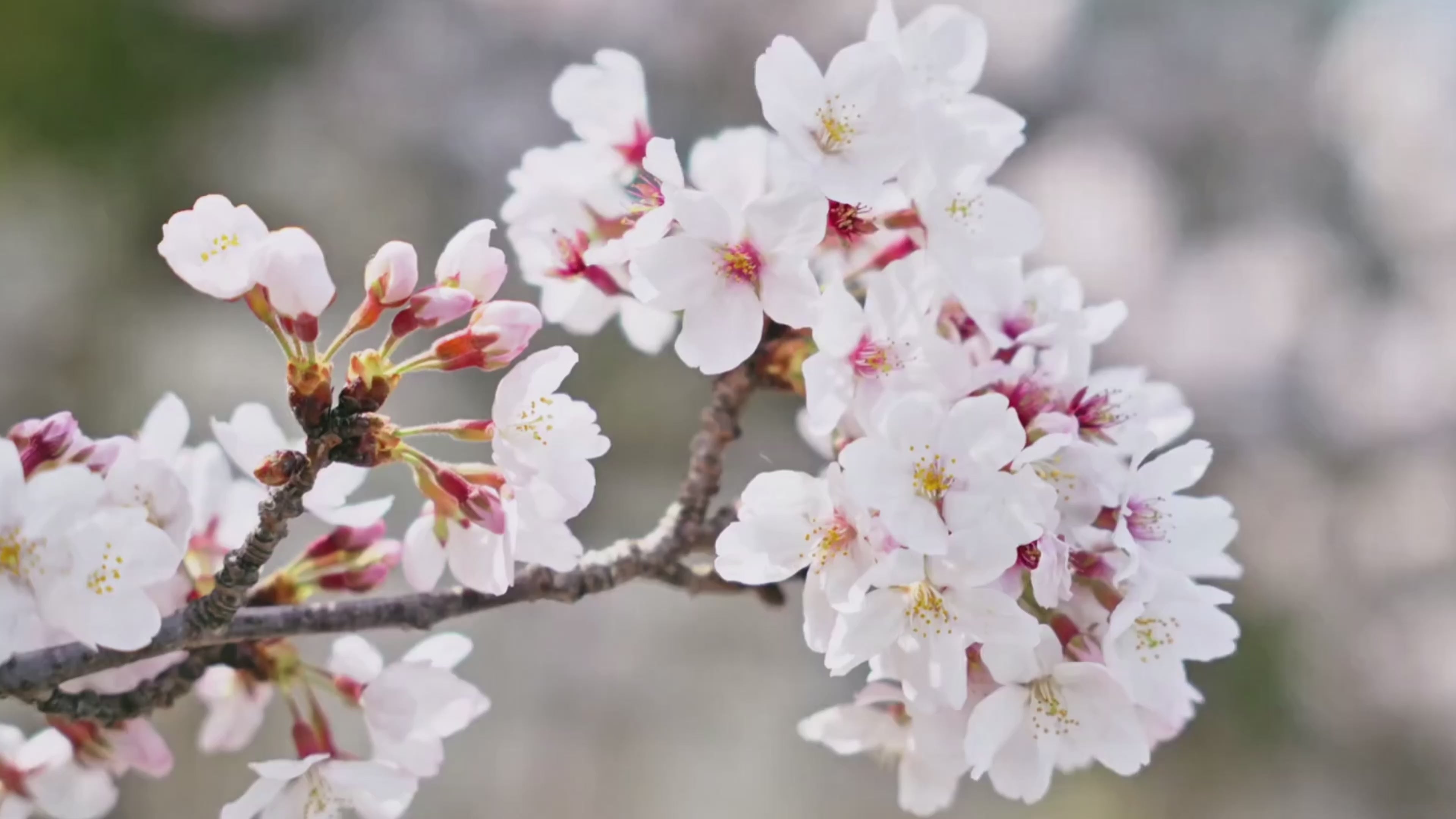 Load video: The Best New Fragrance